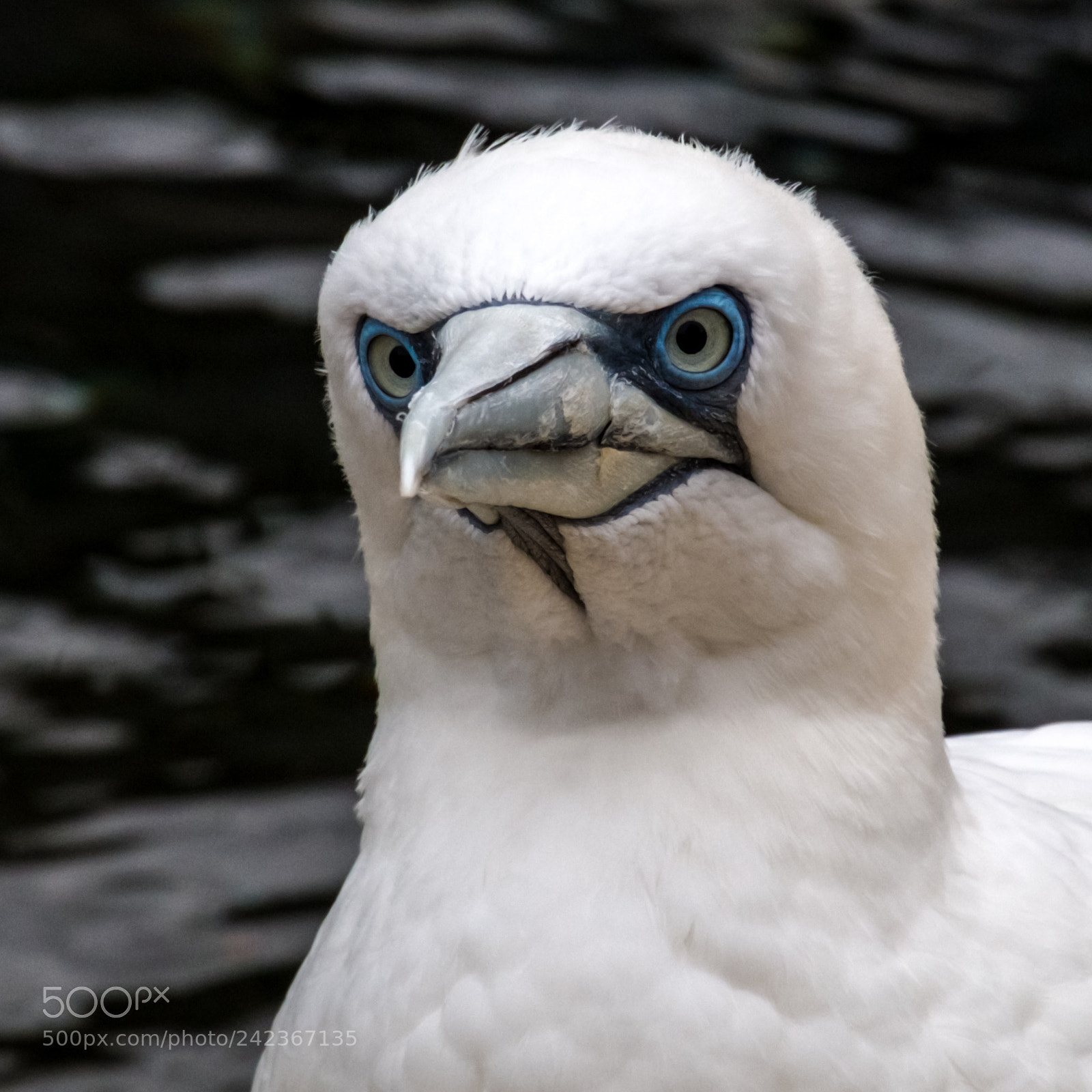 Fujifilm X-Pro1 sample photo. Northern gannet portrait photography