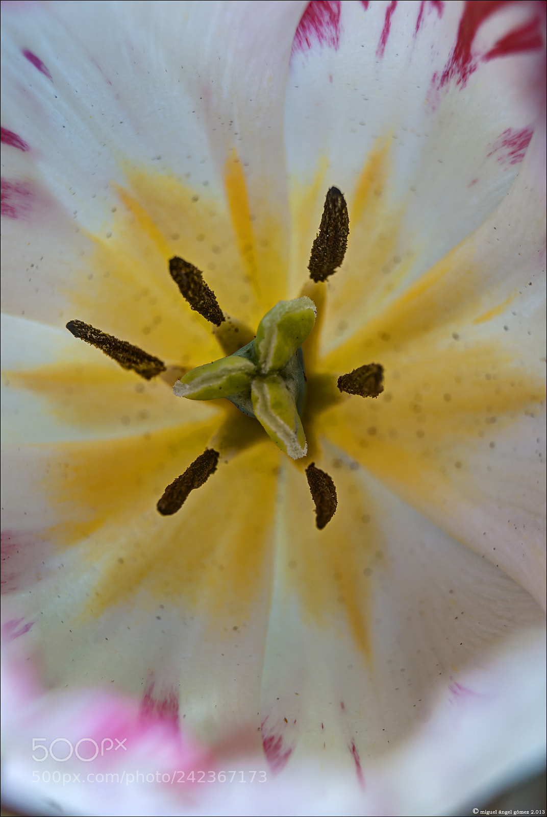 Sony Alpha DSLR-A330 sample photo. 2013_tulip_20 photography