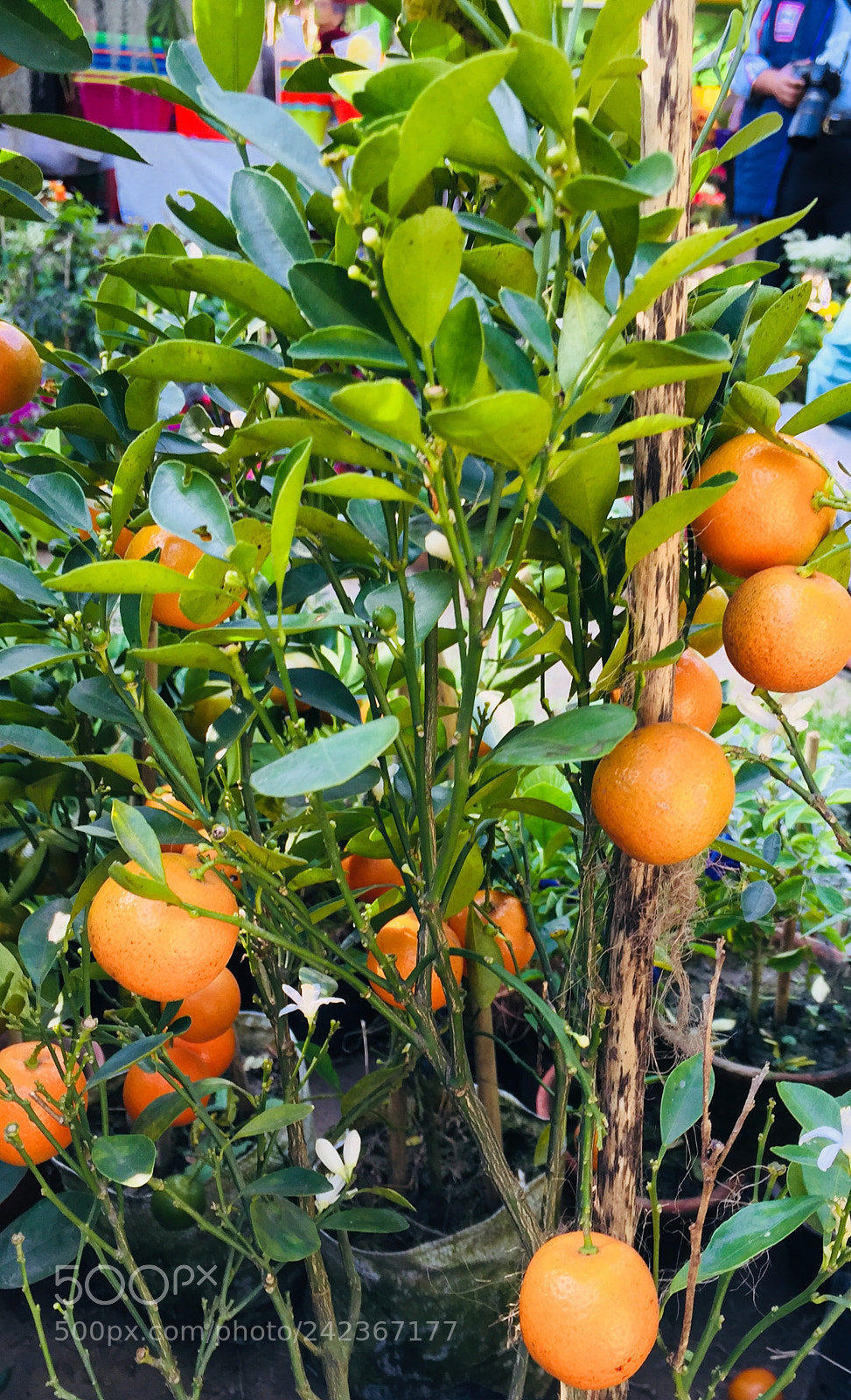 Apple iPhone 6 sample photo. Homegrown ..!! photography