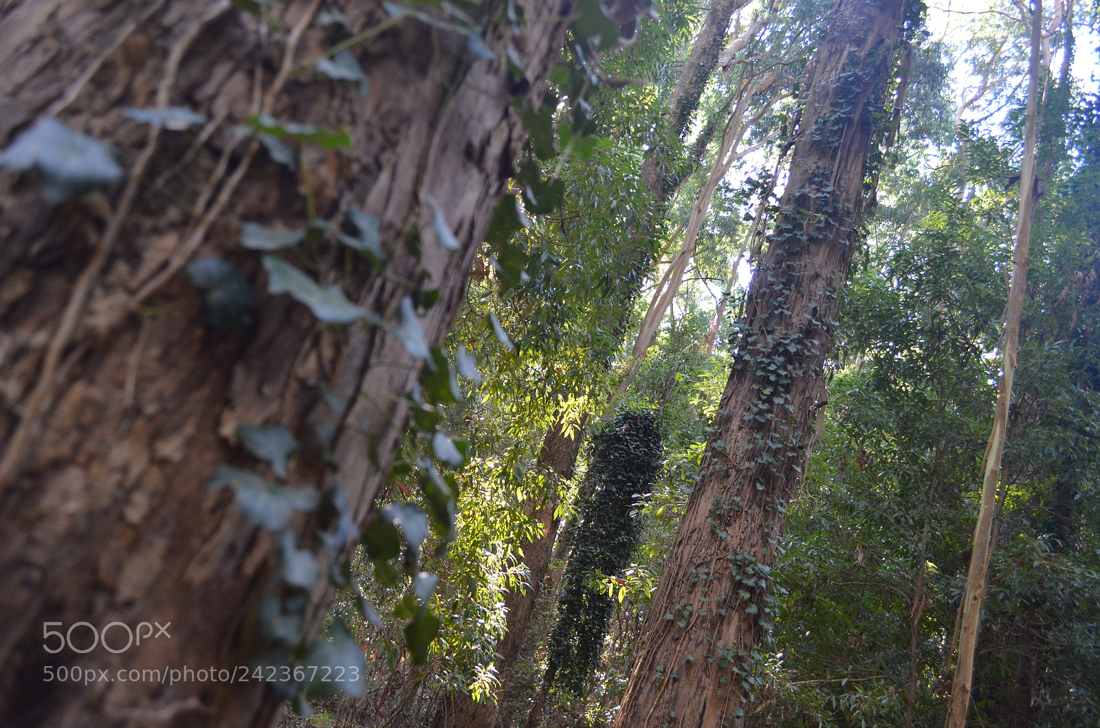 Nikon D5100 sample photo. Uy () photography