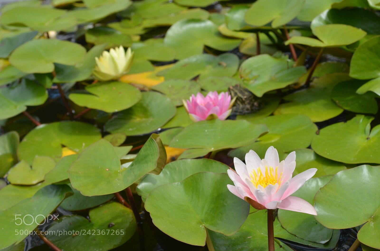 Nikon D5100 sample photo. Uy () photography
