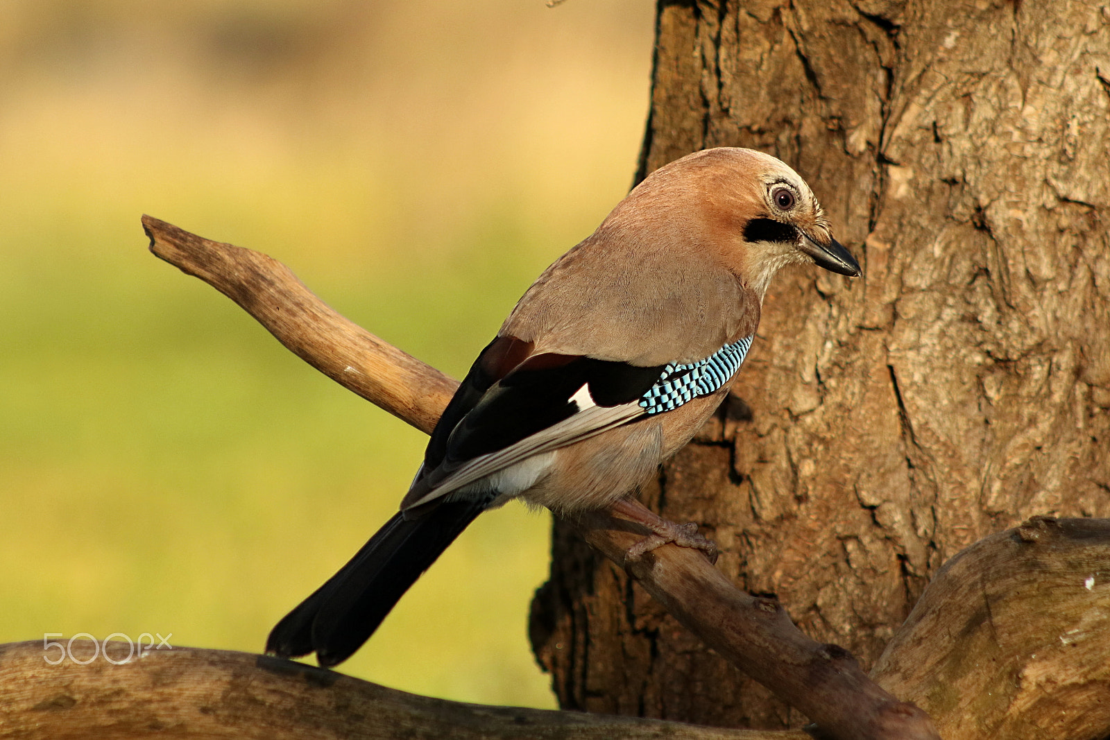 Canon EF 75-300mm f/4-5.6 USM sample photo. Jay bird photography