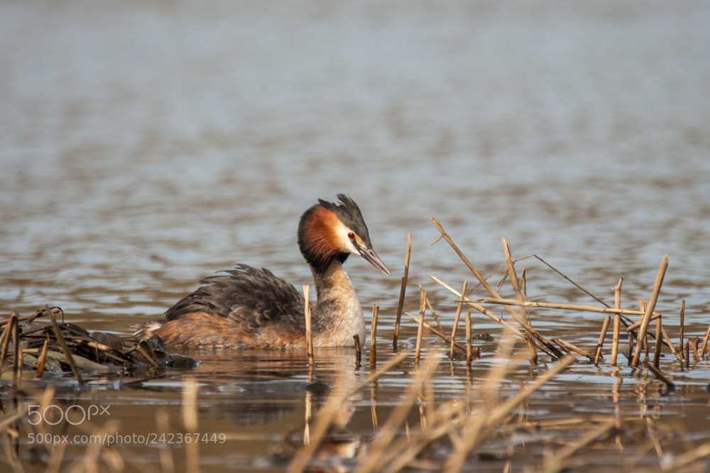 Canon EOS 350D (EOS Digital Rebel XT / EOS Kiss Digital N) sample photo. Great crested grebe podiceps photography