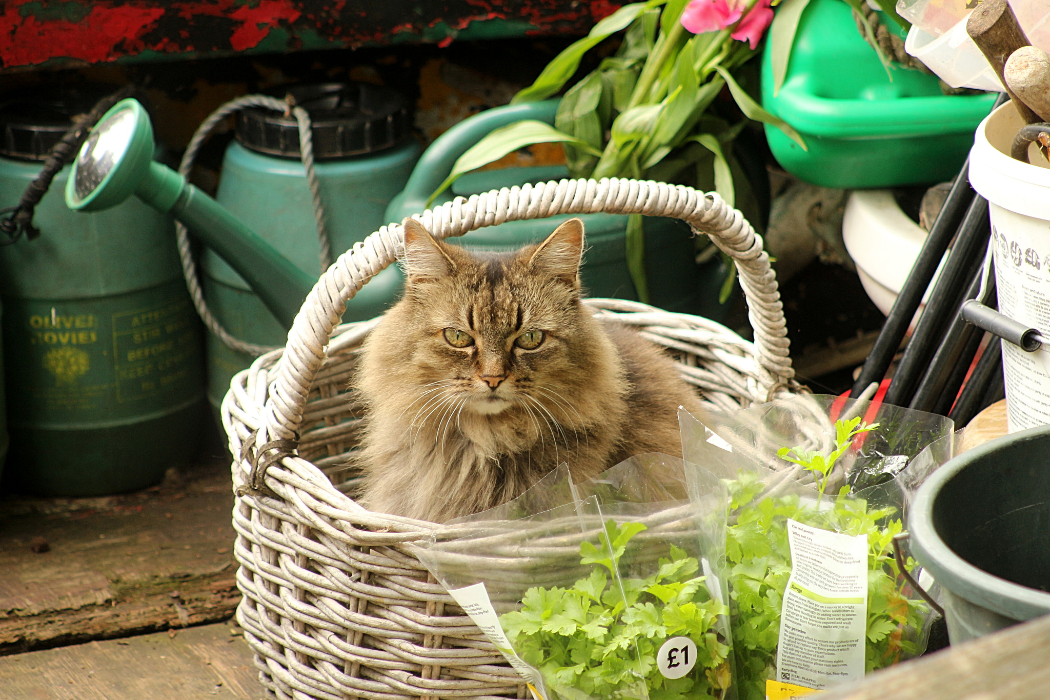 Canon EF 75-300mm f/4-5.6 USM sample photo. A cat photography