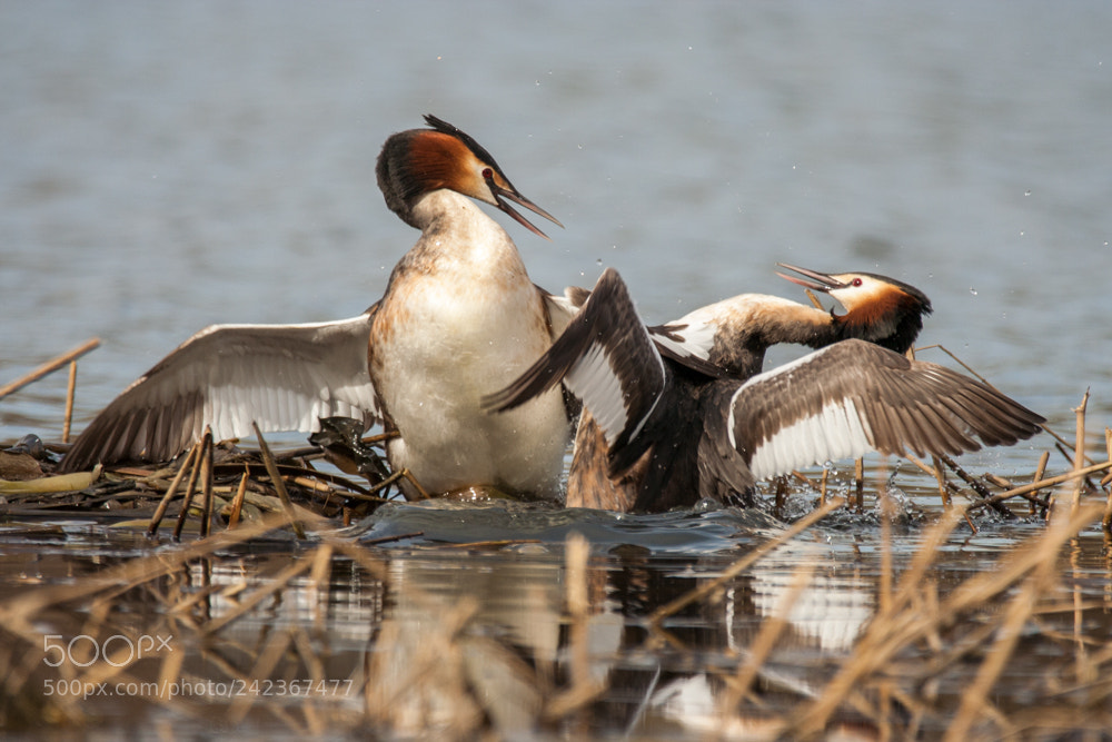 Canon EOS 350D (EOS Digital Rebel XT / EOS Kiss Digital N) sample photo. Great crested grebe podiceps photography