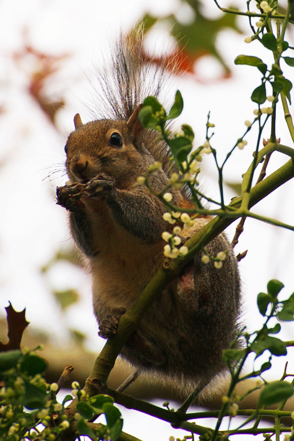 Nikon D700 sample photo. Wildlife photography