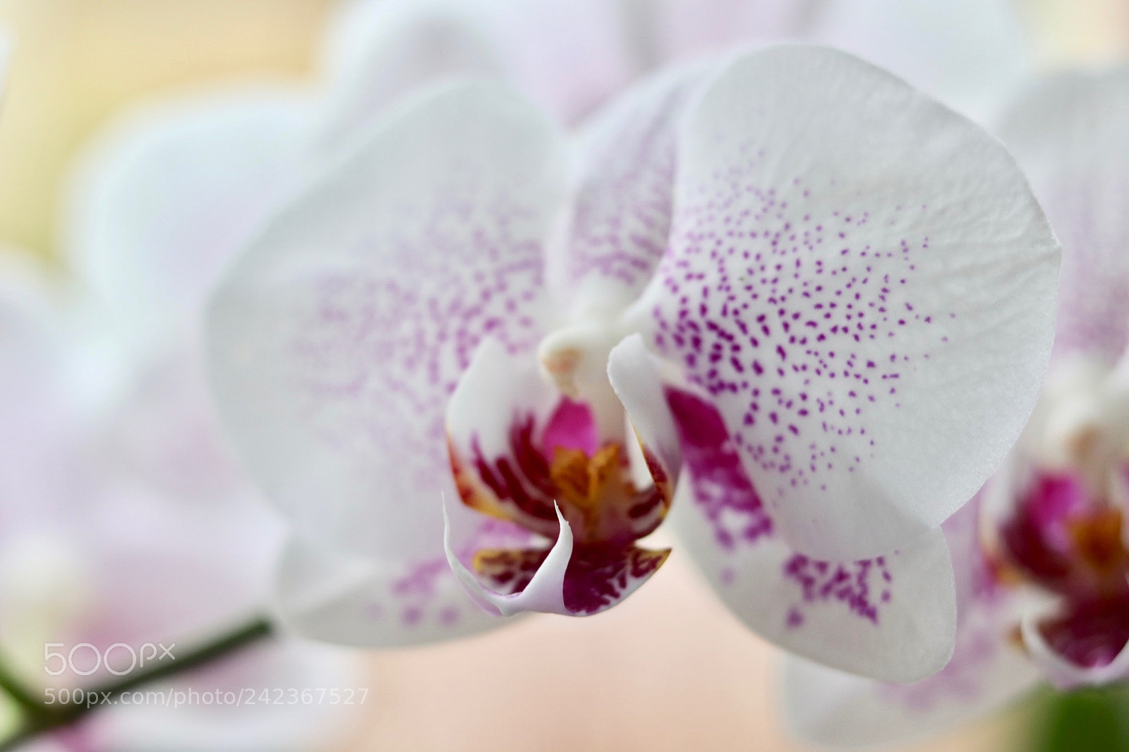 Canon EOS 77D (EOS 9000D / EOS 770D) sample photo. Delicate orchid flower  ! photography