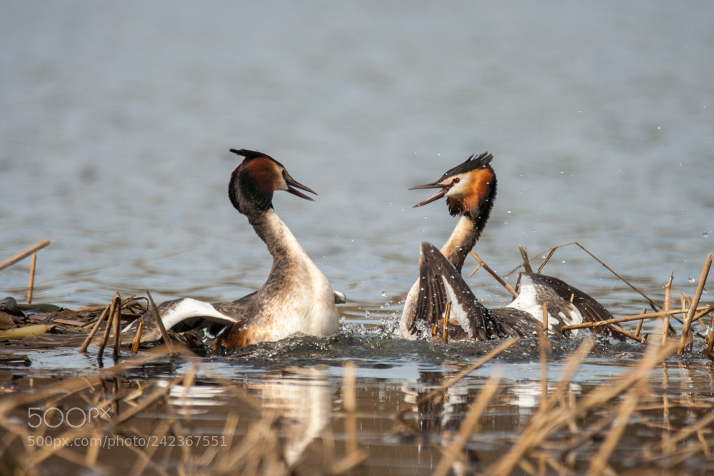 Canon EOS 350D (EOS Digital Rebel XT / EOS Kiss Digital N) sample photo. Great crested grebe podiceps photography