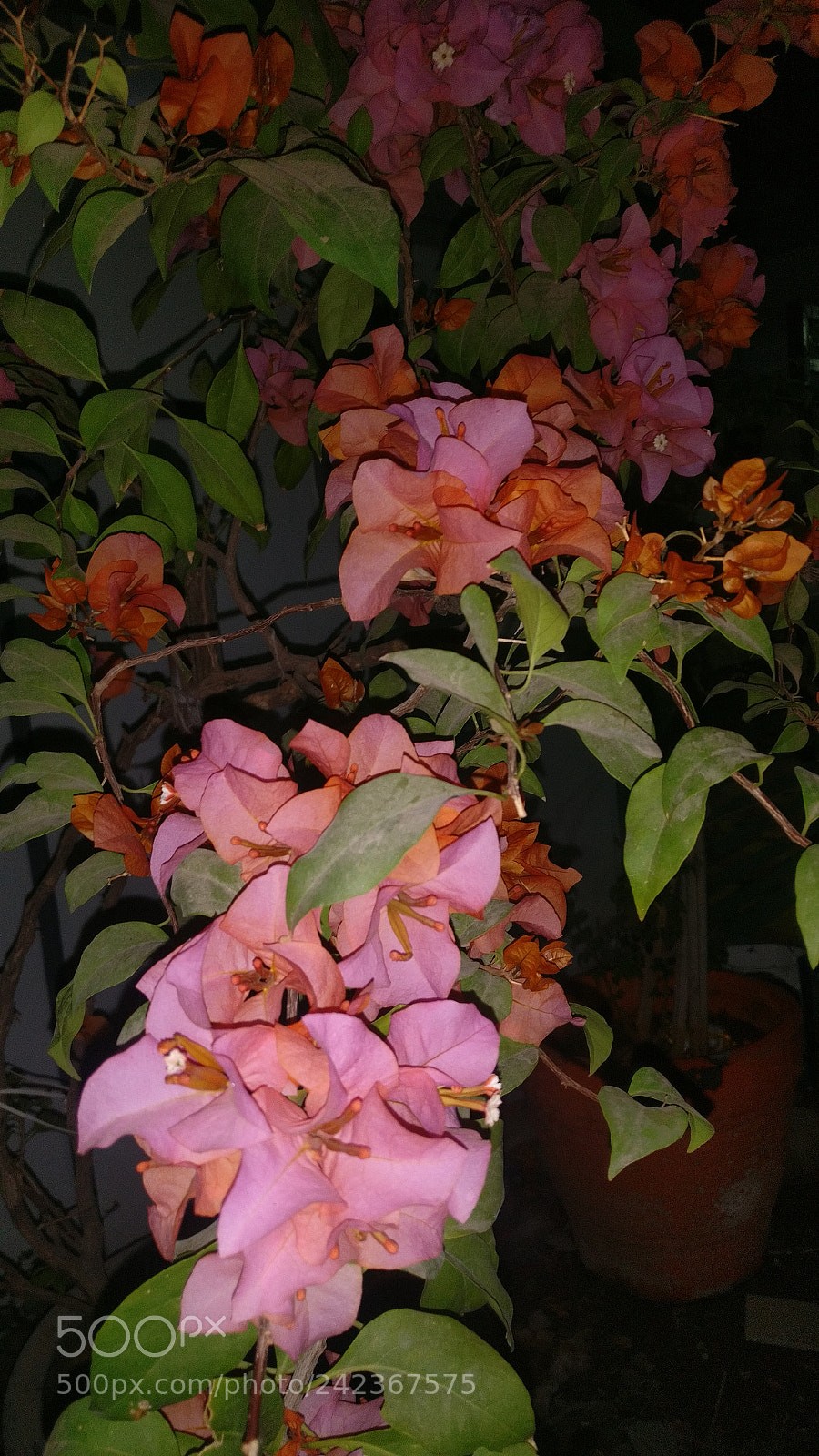OnePlus A3003 sample photo. Untitled photography