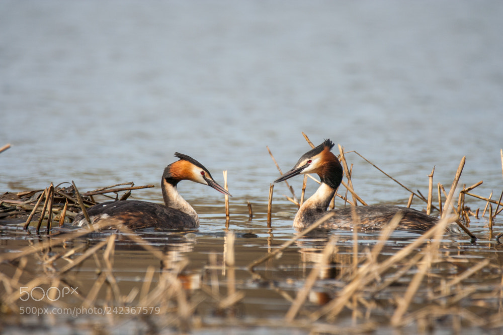 Canon EOS 350D (EOS Digital Rebel XT / EOS Kiss Digital N) sample photo. Great crested grebe podiceps photography