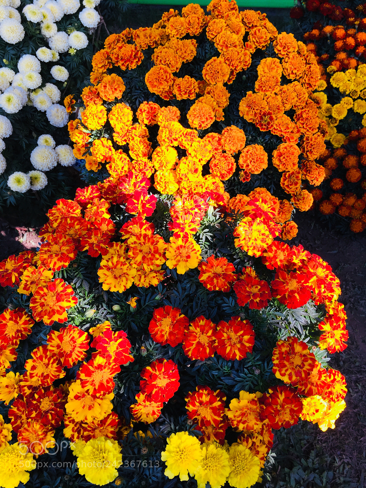 Apple iPhone 6 sample photo. Flower shower..; photography