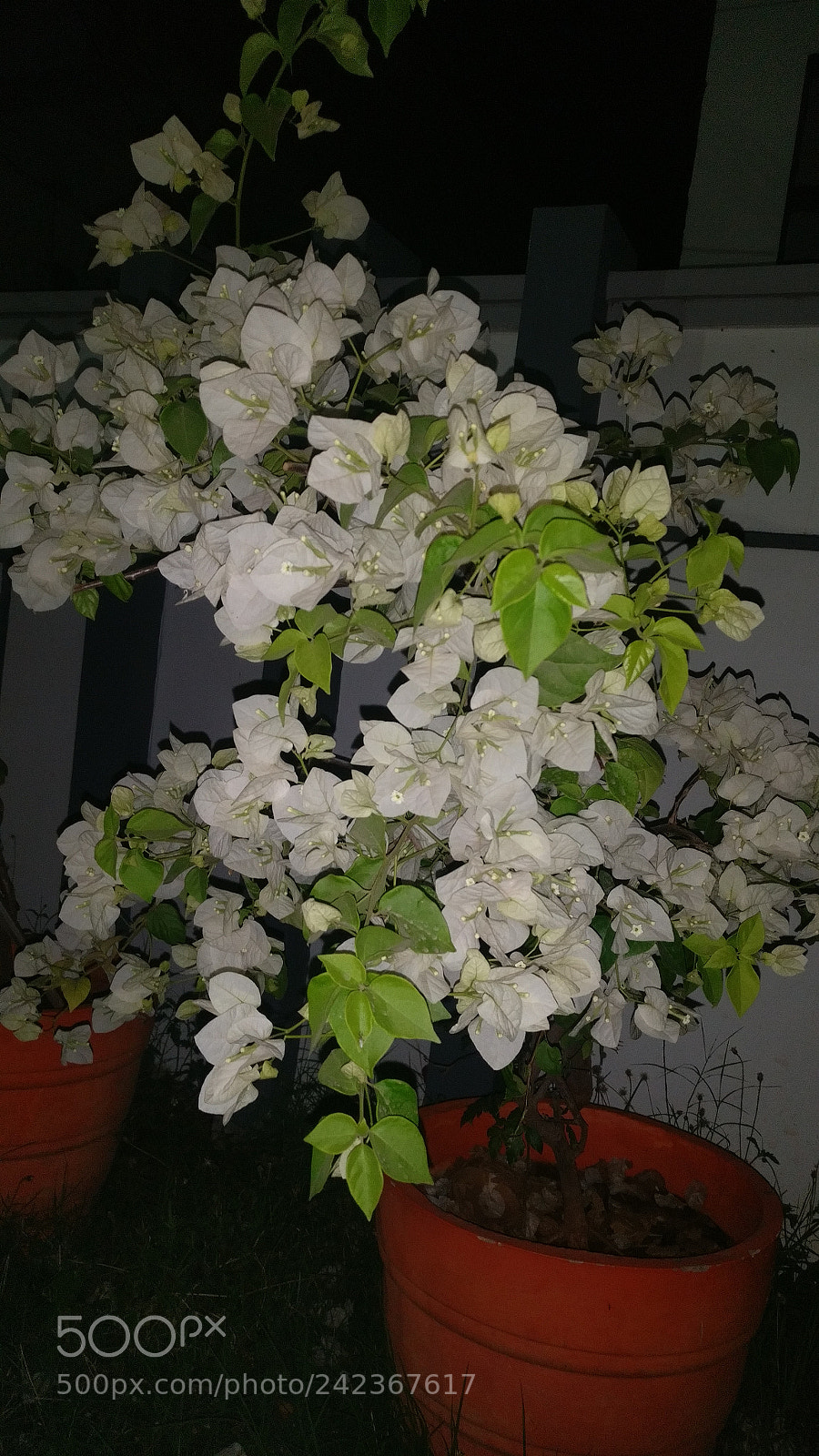 OnePlus A3003 sample photo. Untitled photography