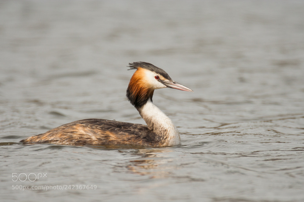 Canon EOS 350D (EOS Digital Rebel XT / EOS Kiss Digital N) sample photo. Great crested grebe podiceps photography