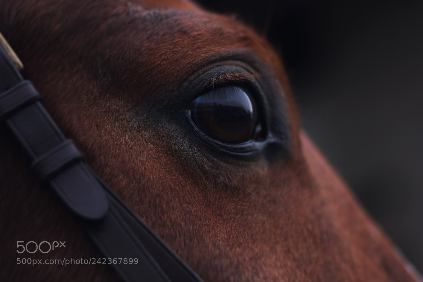 Canon EOS 550D (EOS Rebel T2i / EOS Kiss X4) sample photo. Horse eye photography