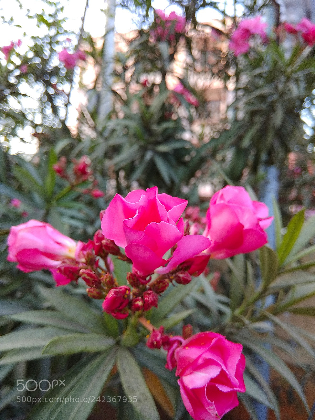 Xiaomi Redmi Note 4 sample photo. Pink beauty.. photography