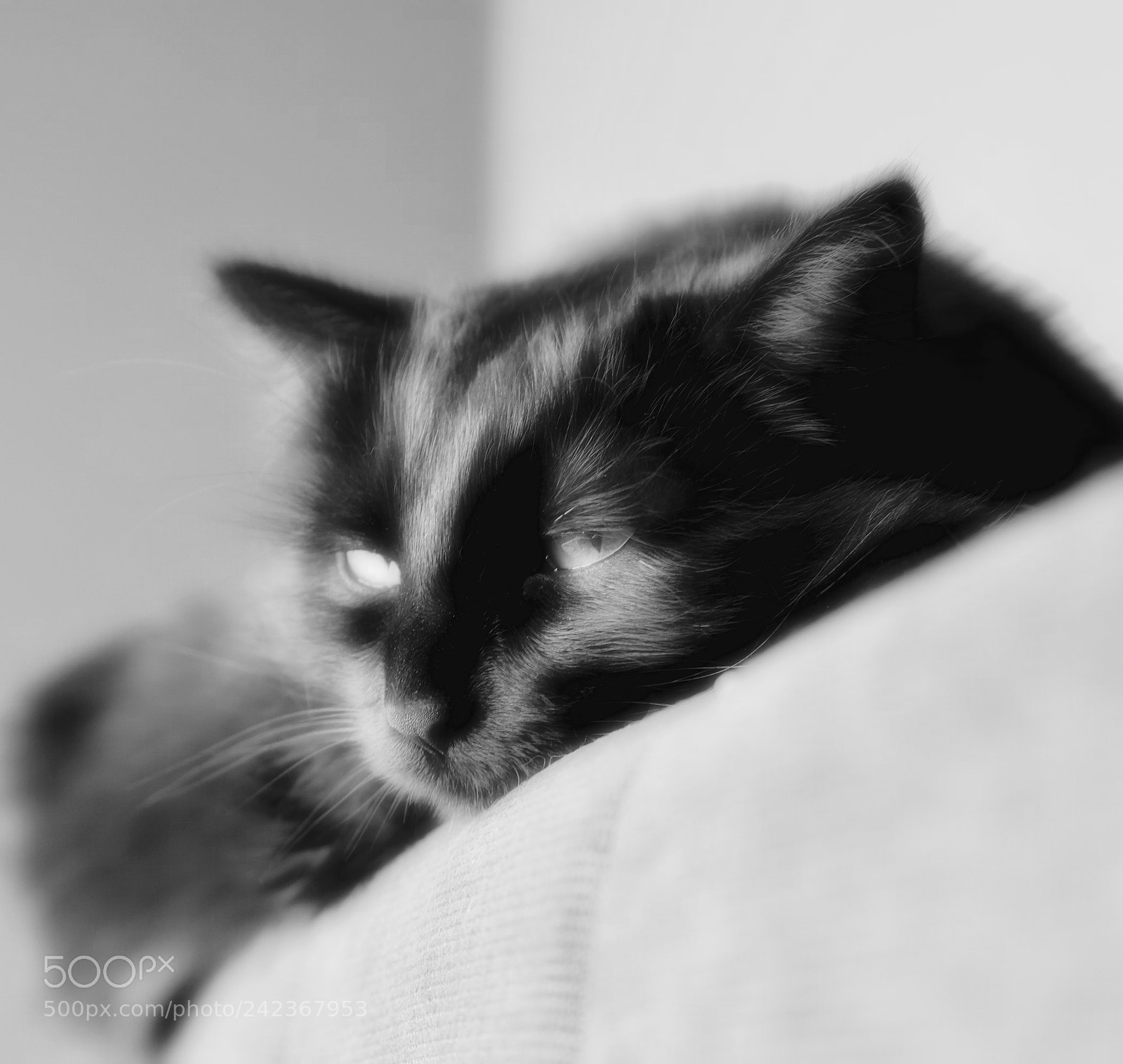 Fujifilm X-T2 sample photo. Sleeping else photography