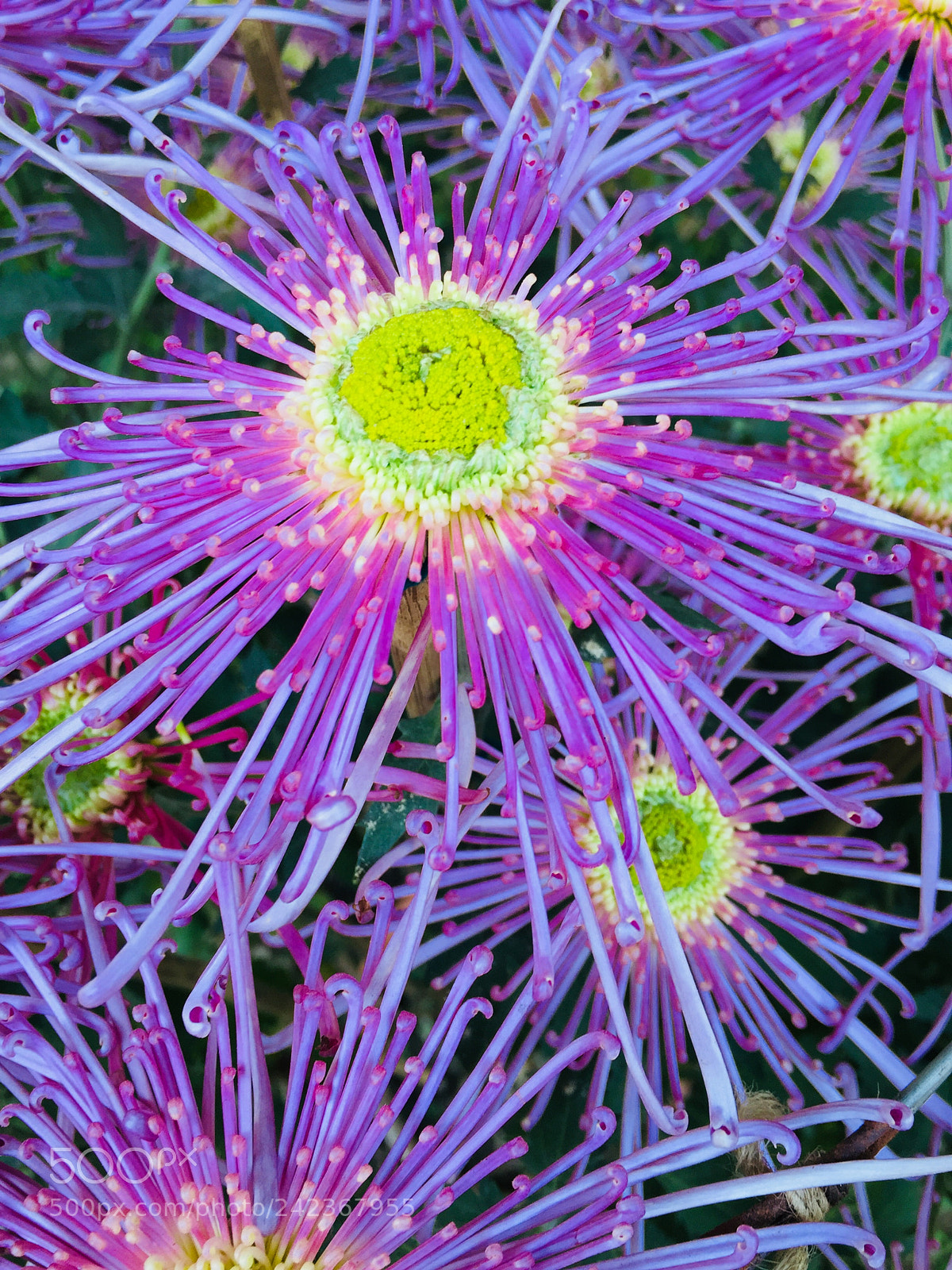 Apple iPhone 6 sample photo. Flower shower...; photography