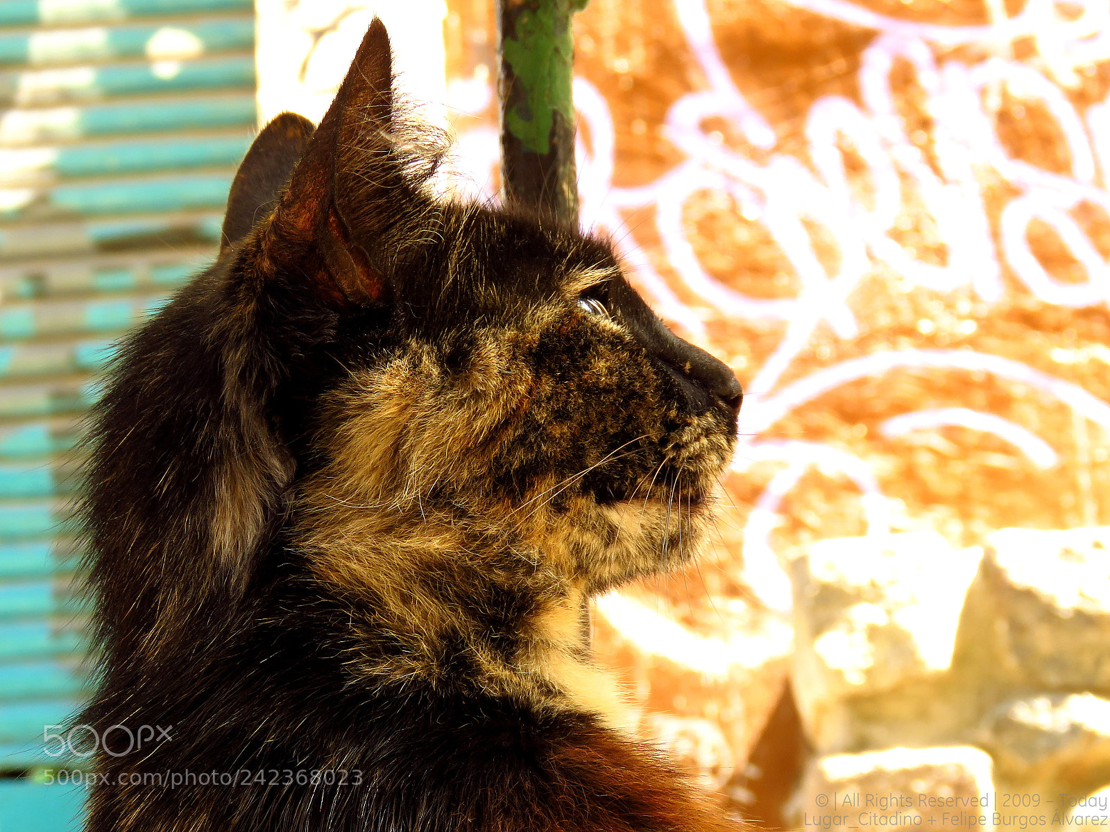 Canon PowerShot SX60 HS sample photo. Meow face photography