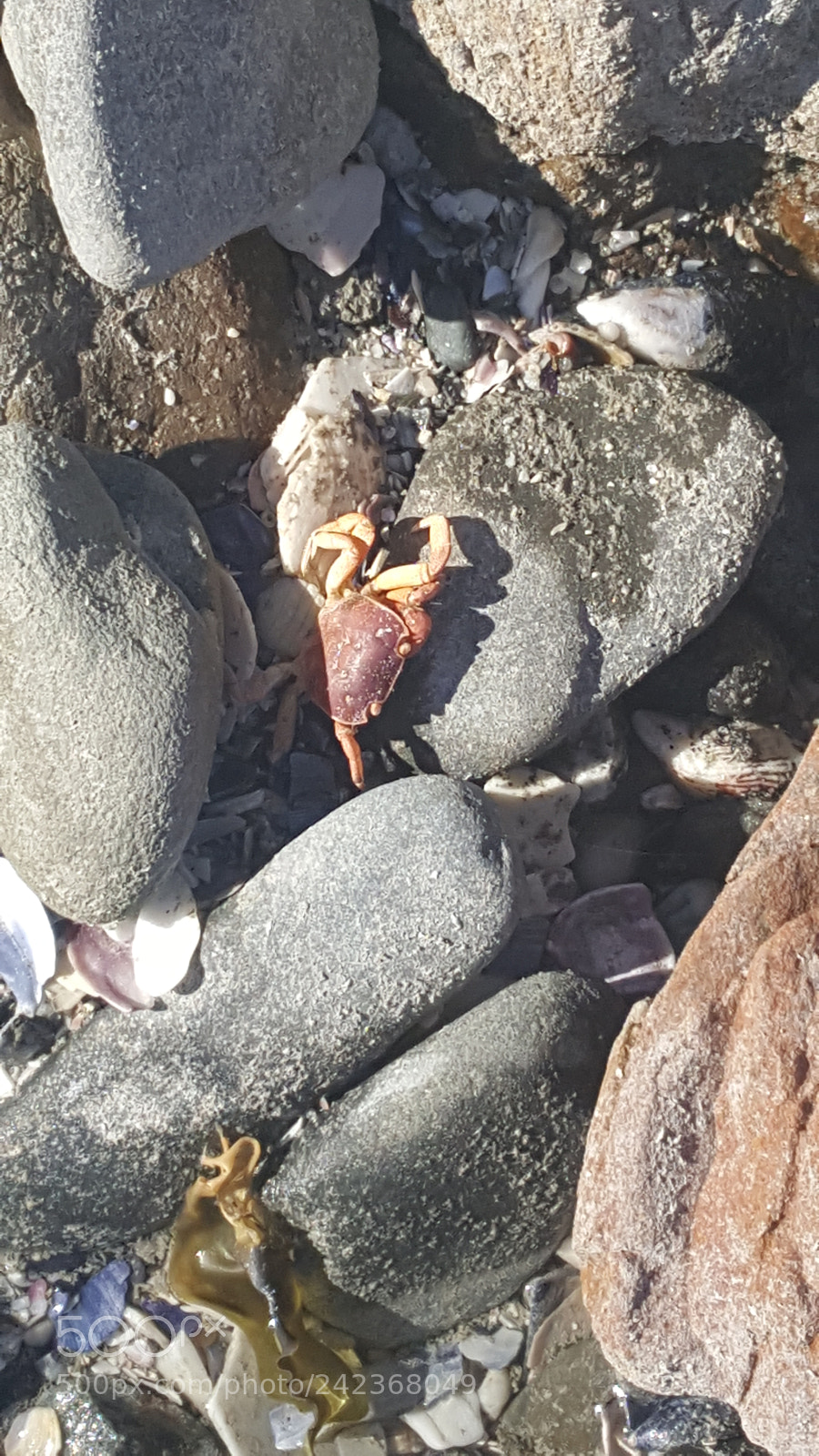 Samsung Galaxy S6 sample photo. Beach life... photography