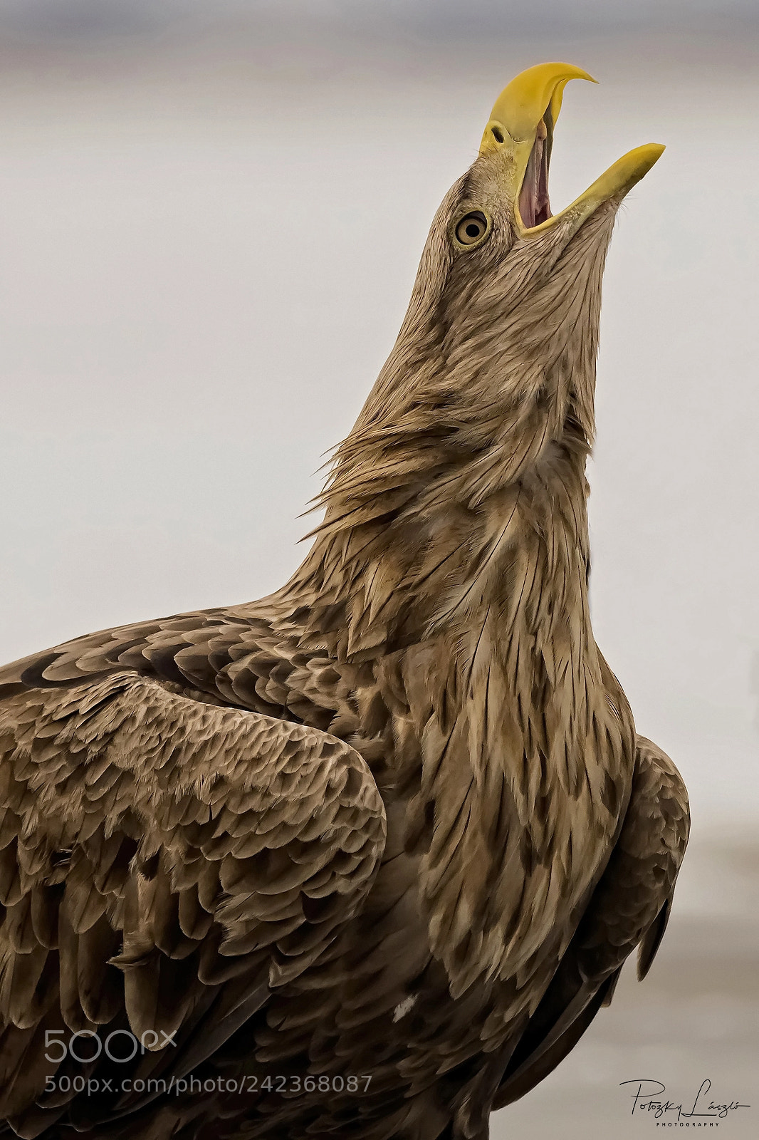 Olympus OM-D E-M1 Mark II sample photo. Shouting to the sky photography