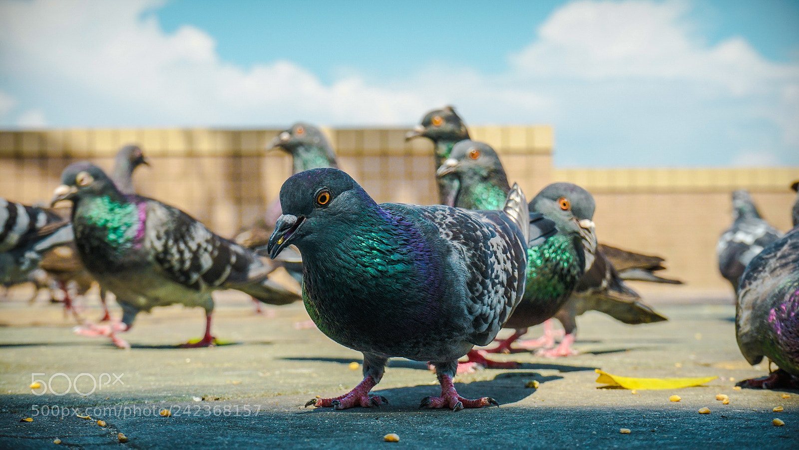 Sony a7 II sample photo. D o v e photography