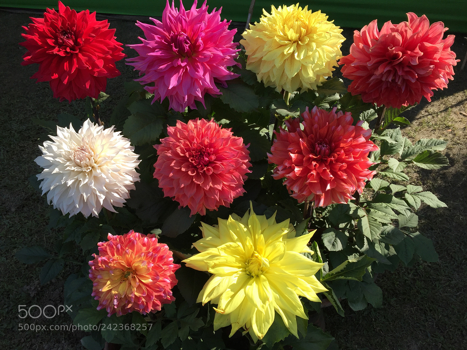 Apple iPhone 6 sample photo. Flower shower ...; photography