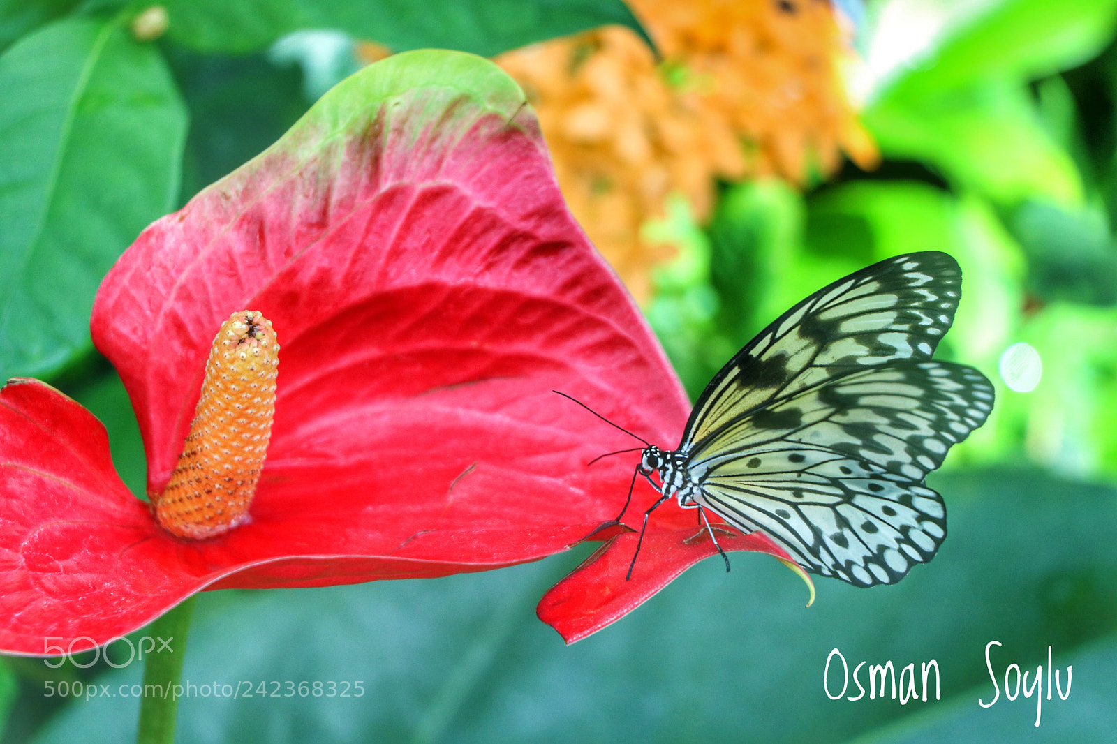 Canon EOS 760D (EOS Rebel T6s / EOS 8000D) sample photo. Butterfly photography