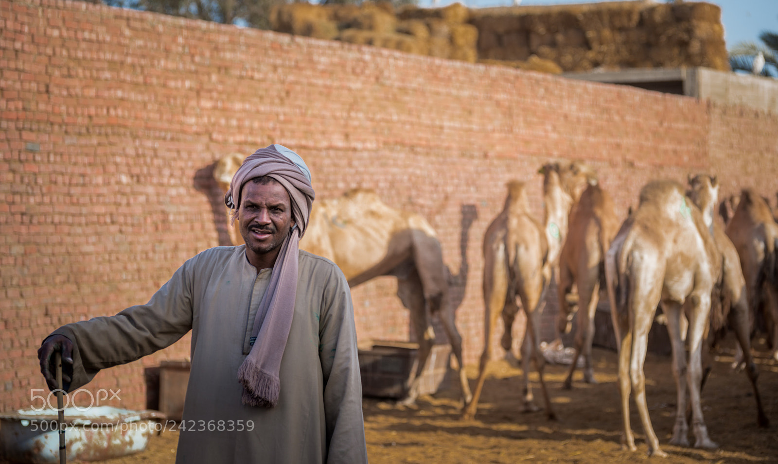Nikon D800 sample photo. Camels' owner photography