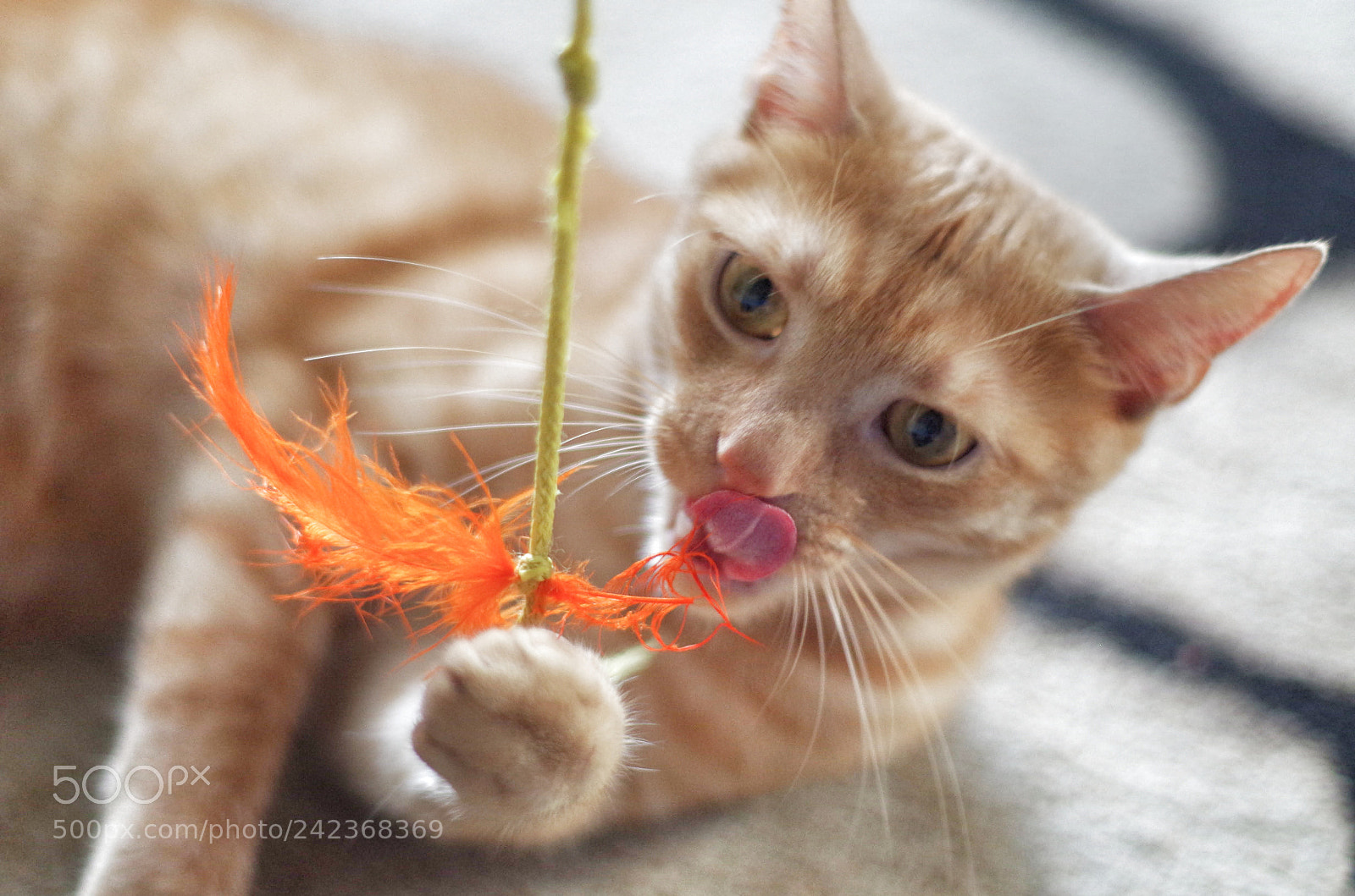 Pentax K-50 sample photo. Mr tiger photography