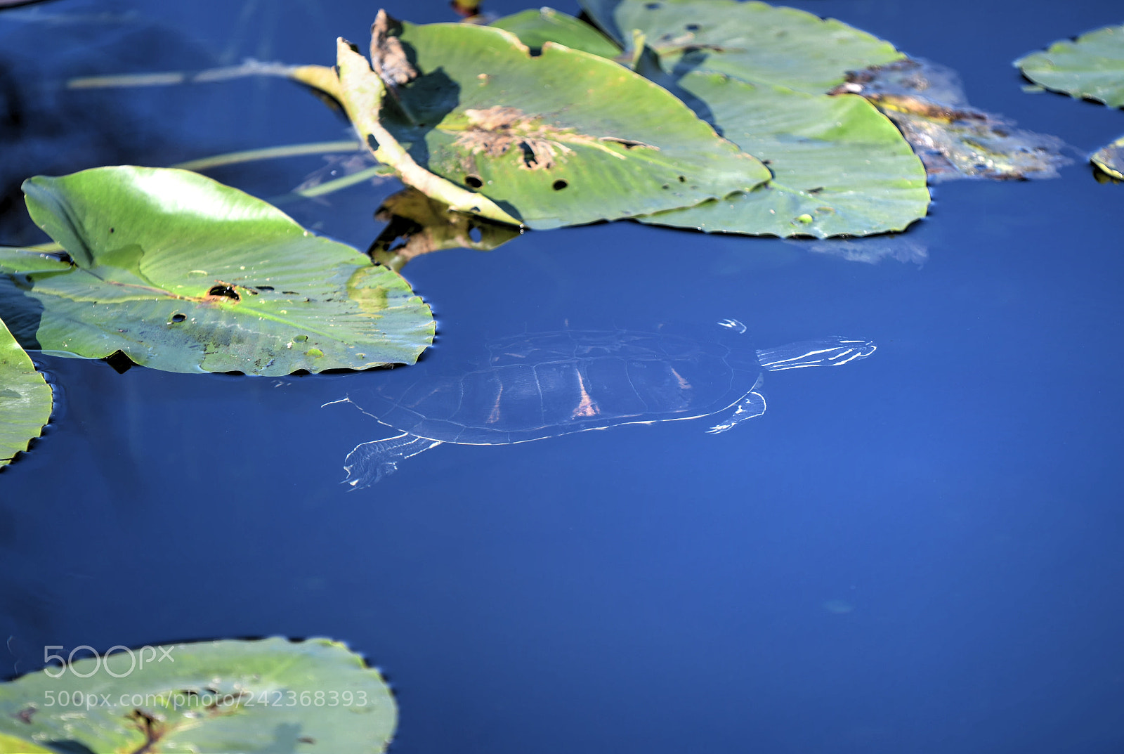 Nikon D850 sample photo. What lies beneath photography