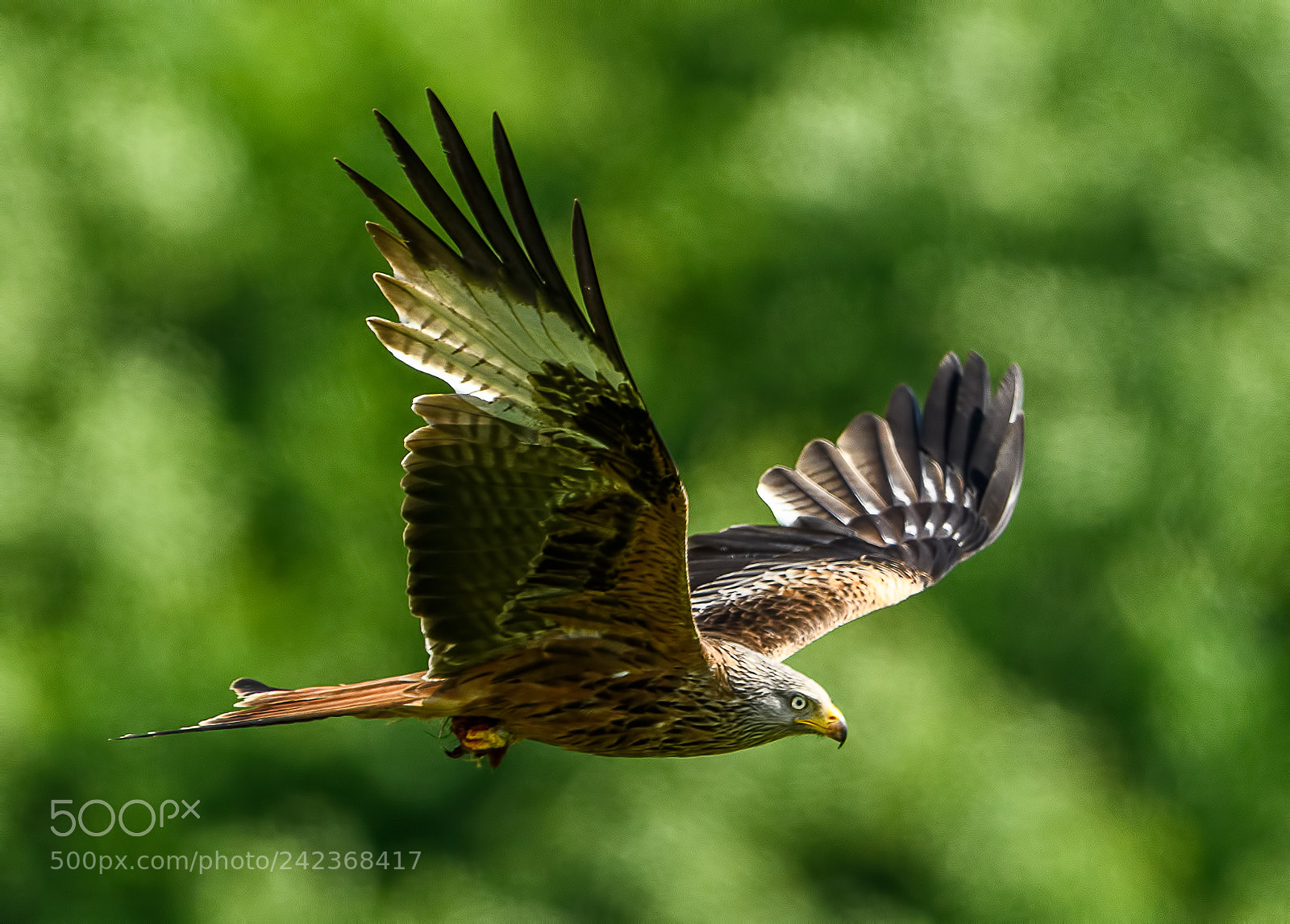 Nikon D500 sample photo. Red kite photography
