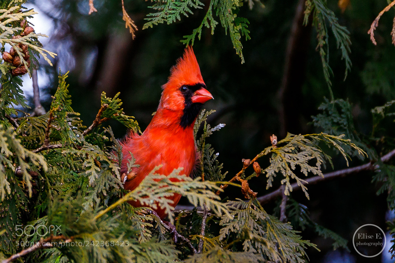 Canon EOS 6D Mark II sample photo. Cardinal in a cedar photography