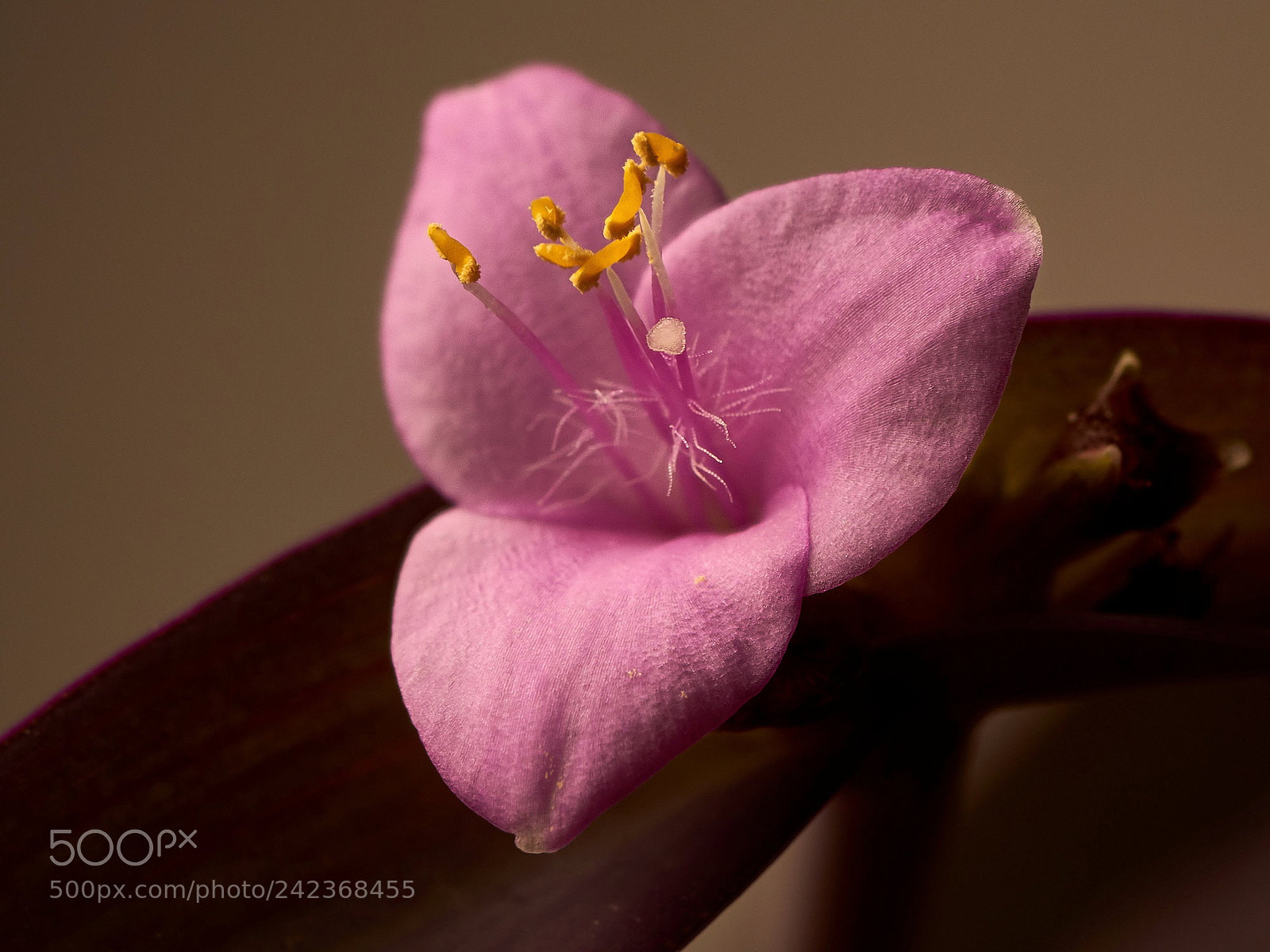 Sony SLT-A65 (SLT-A65V) sample photo. Unknown flower - 1 photography