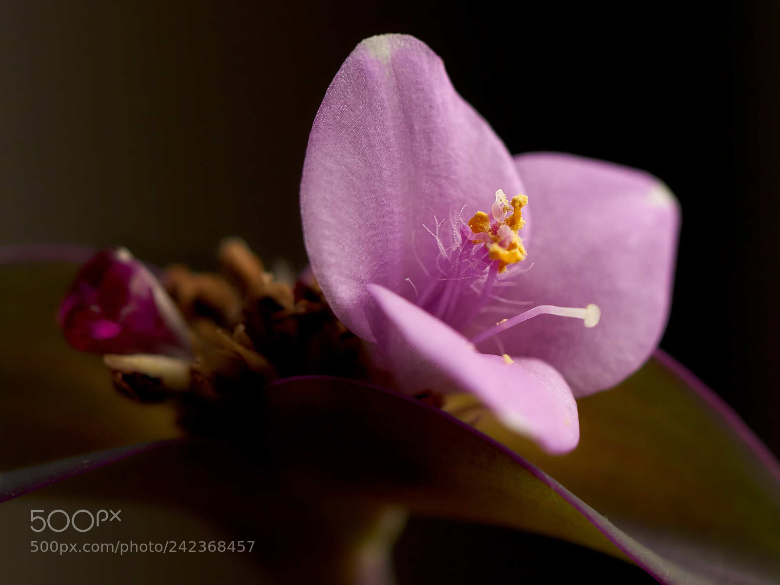 Sony SLT-A65 (SLT-A65V) sample photo. Unknown flower - 2 photography