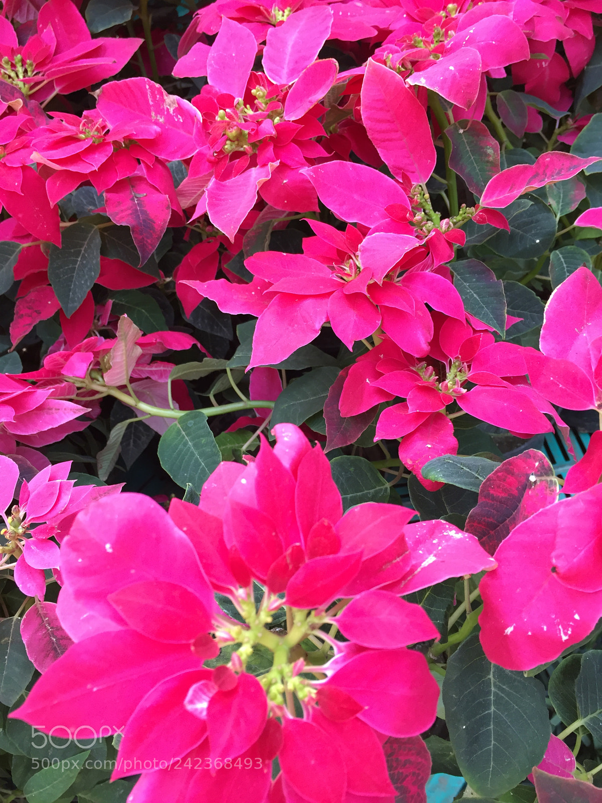Apple iPhone 6 sample photo. Flower shower :) photography