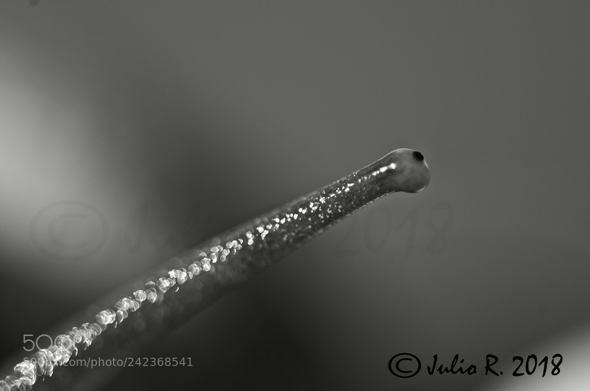 Nikon D300S sample photo. " eye snail " photography