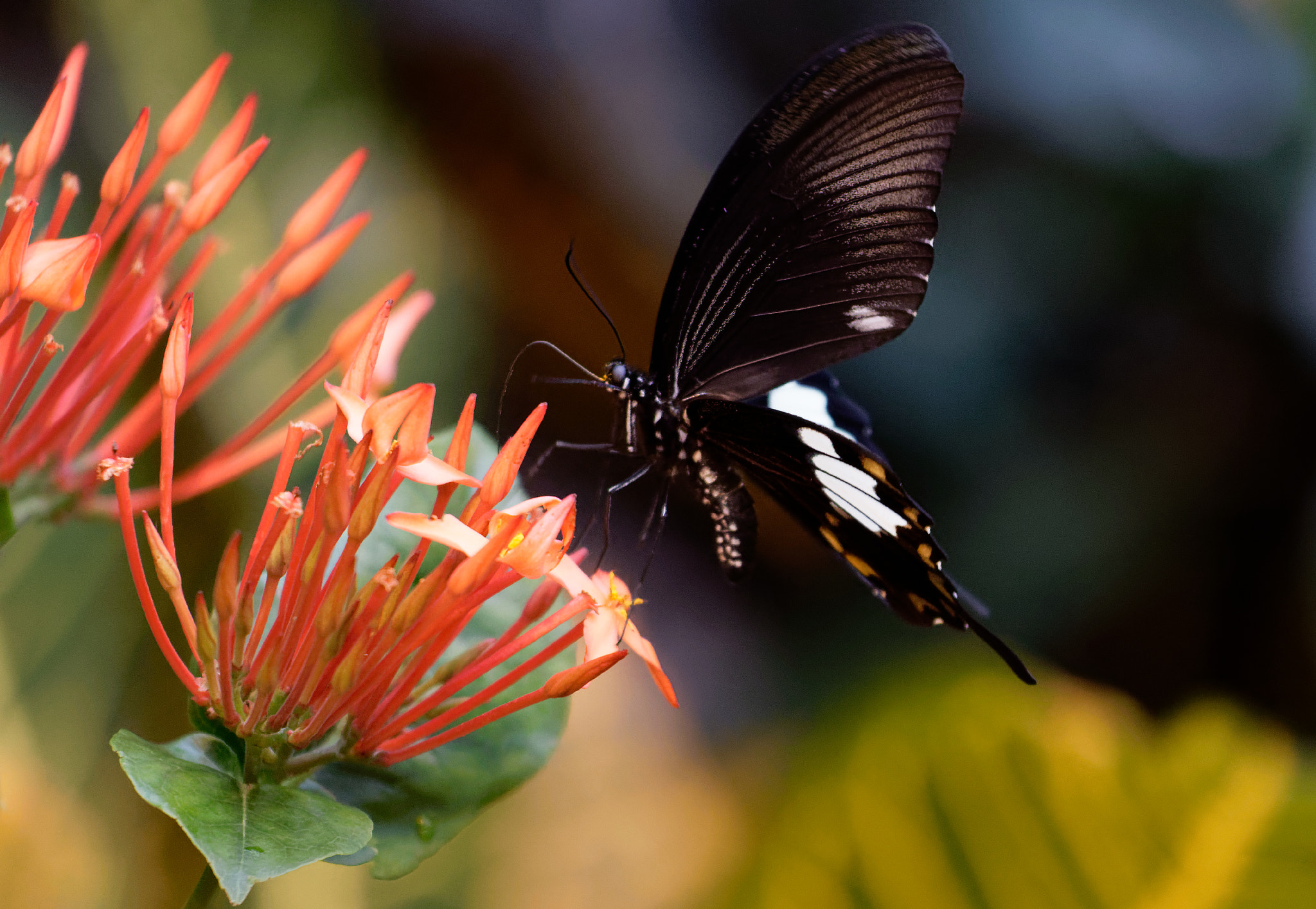 Canon EF 70-200mm F4L IS USM sample photo. Tropical butterfly circling a flower photography