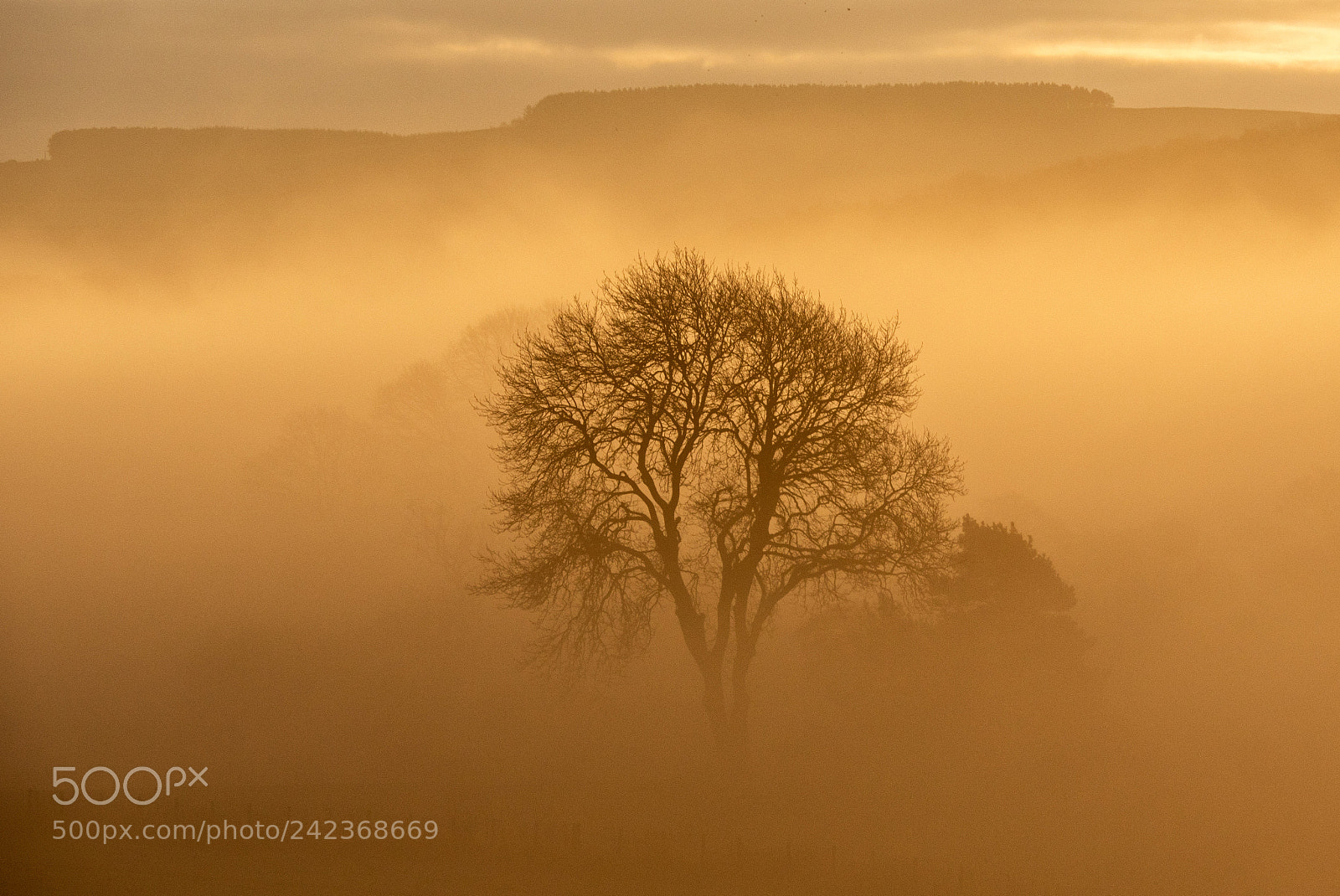 Panasonic Lumix DMC-GX8 sample photo. Tree in morning mist photography
