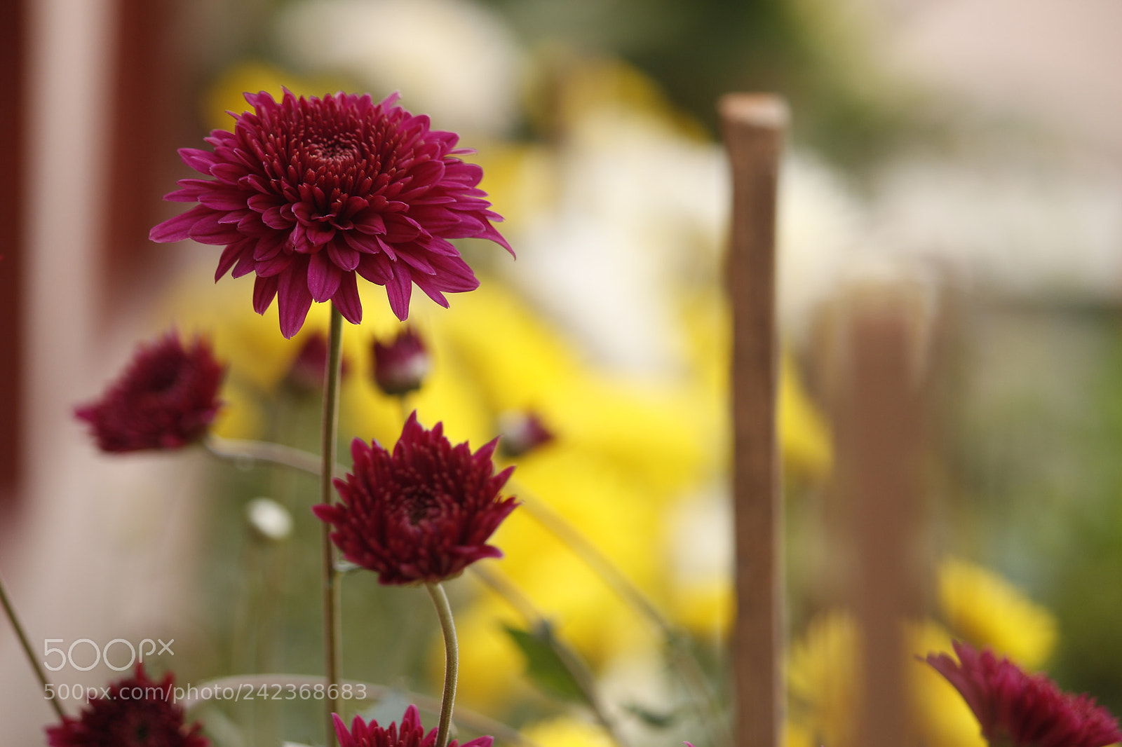 Canon EF-S 55-250mm F4-5.6 IS II sample photo. Spring photography