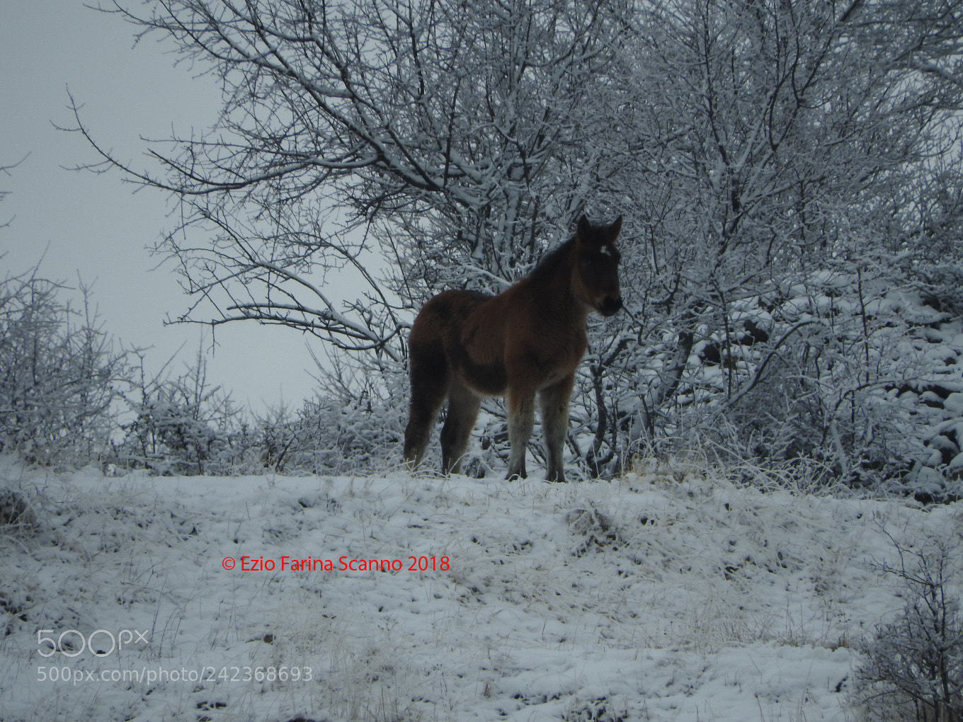 Nikon Coolpix P610 sample photo. Puledrino photography