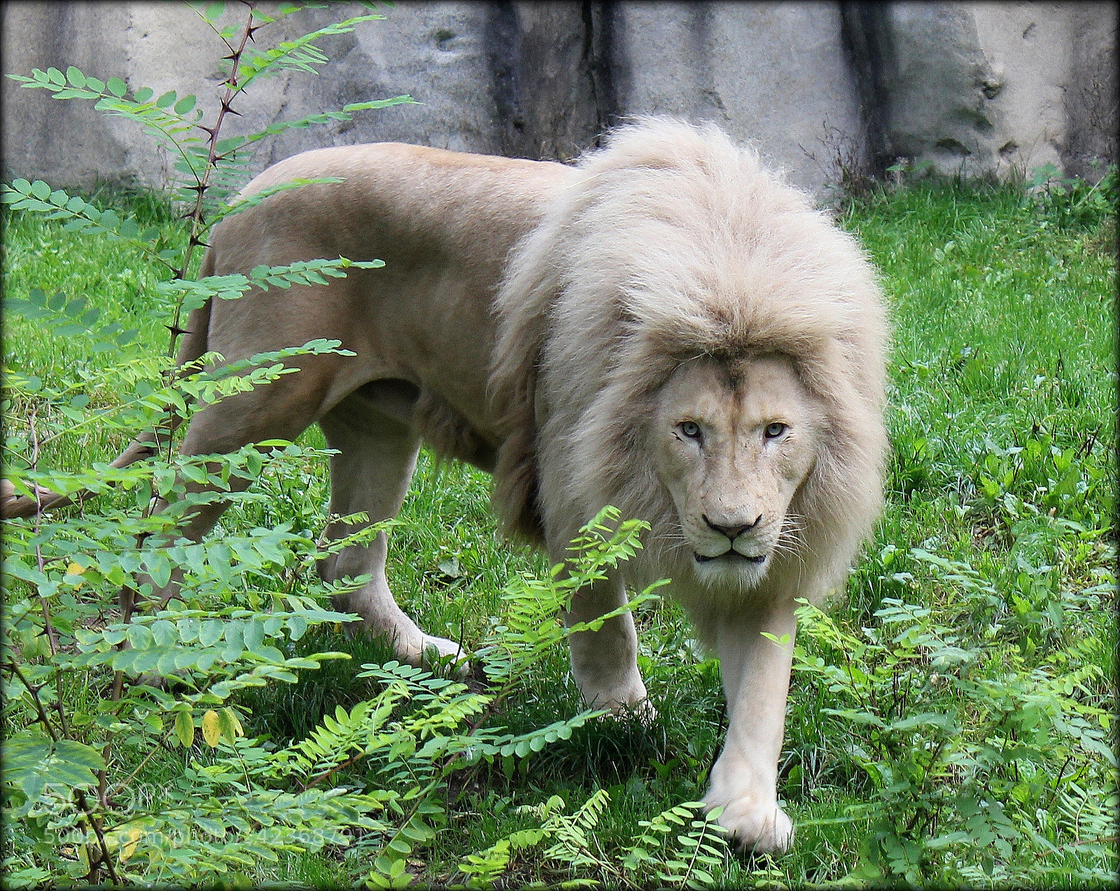 Canon EOS 550D (EOS Rebel T2i / EOS Kiss X4) sample photo. Lion photography
