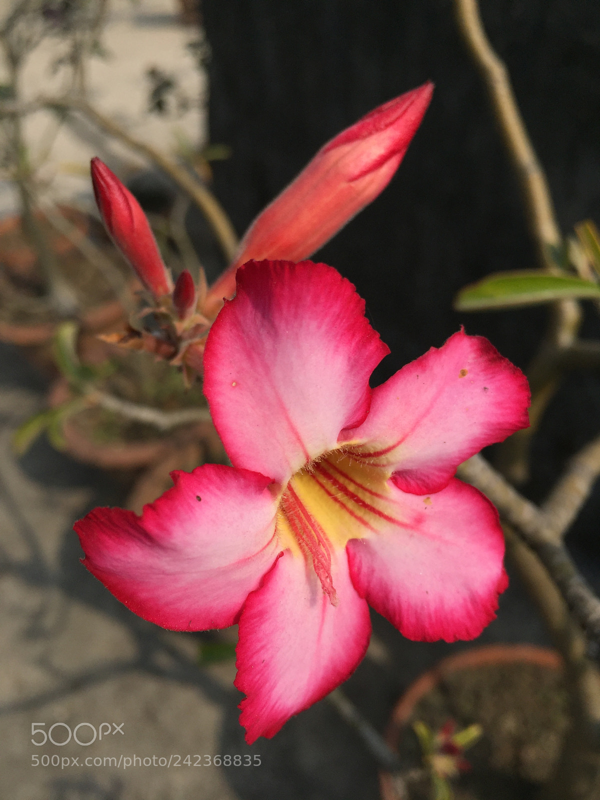 Apple iPhone 6 sample photo. Glow in winter photography