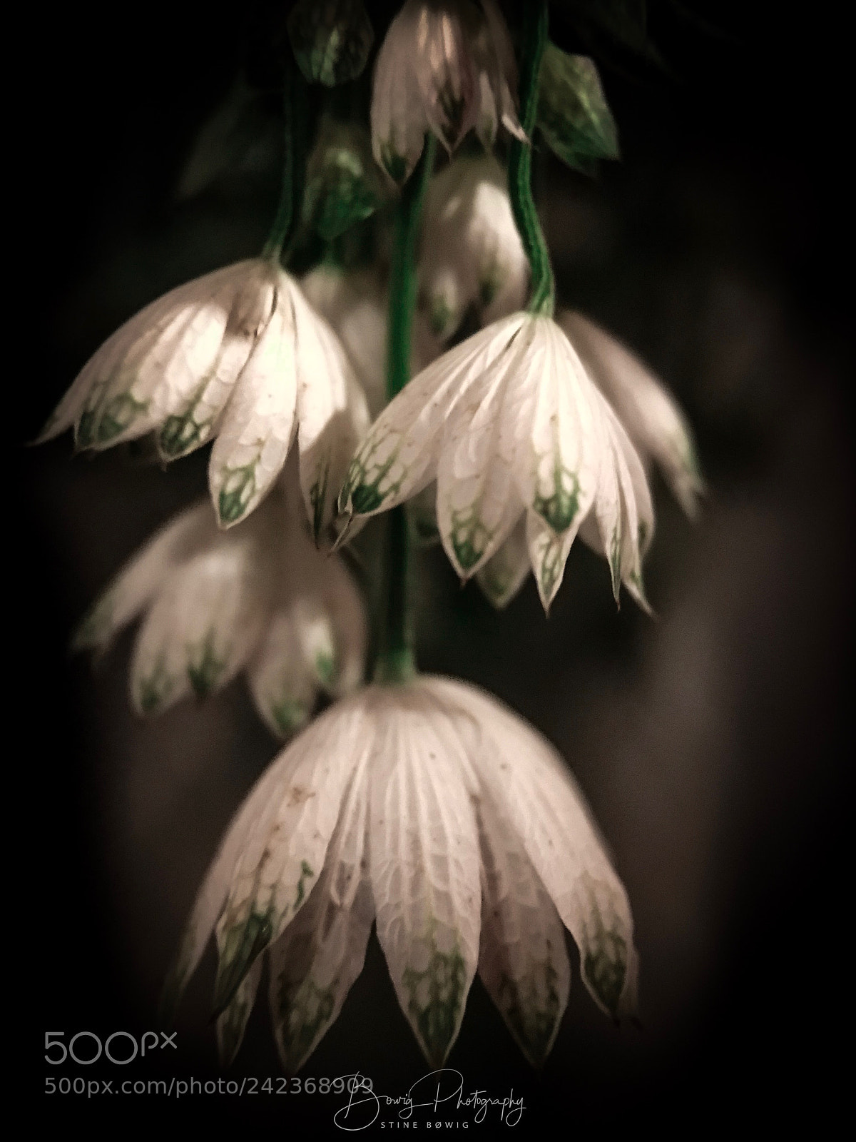 Apple iPhone 7 sample photo. Bellflowers photography