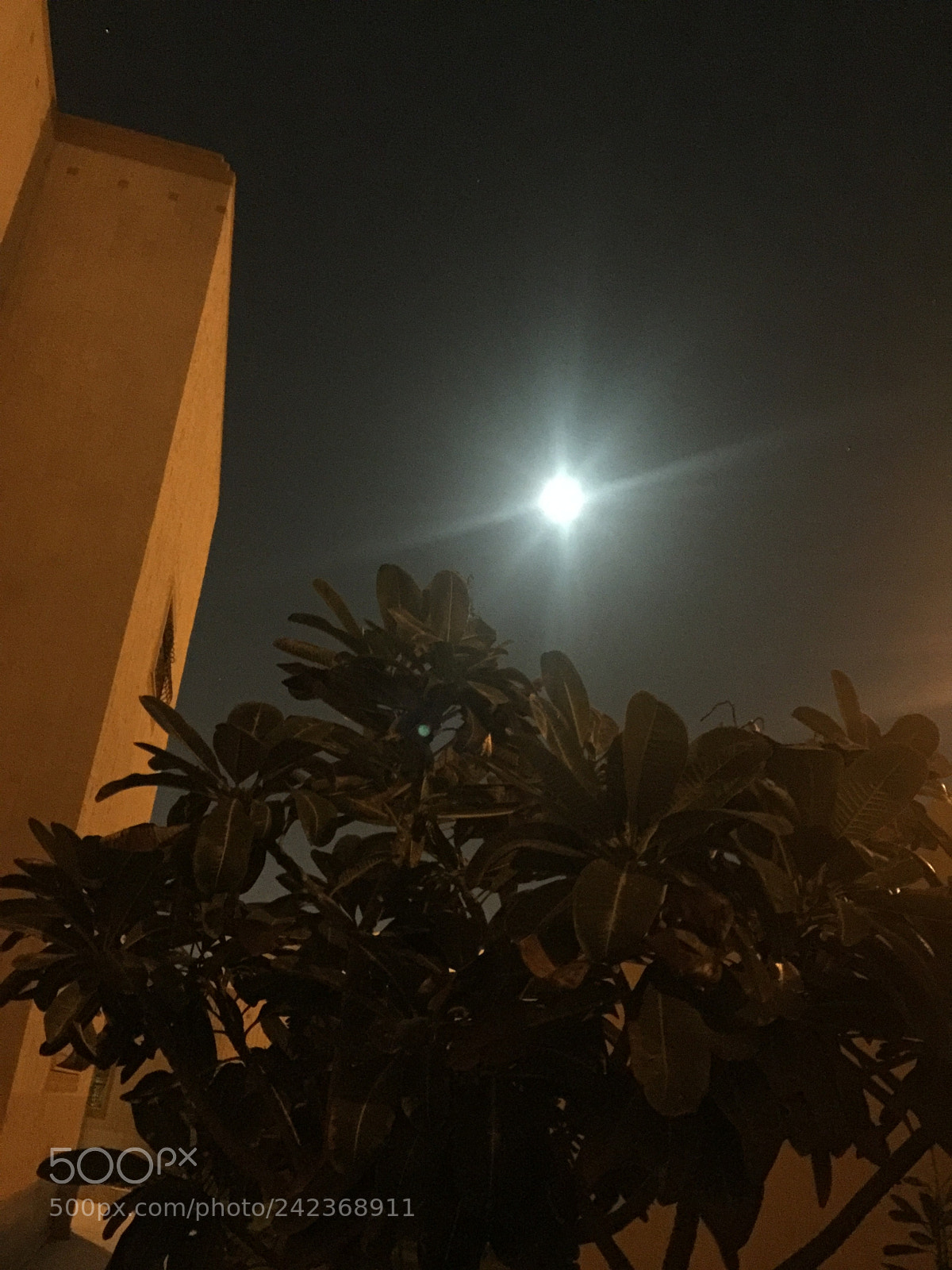 Apple iPhone 6 Plus sample photo. Untitled photography