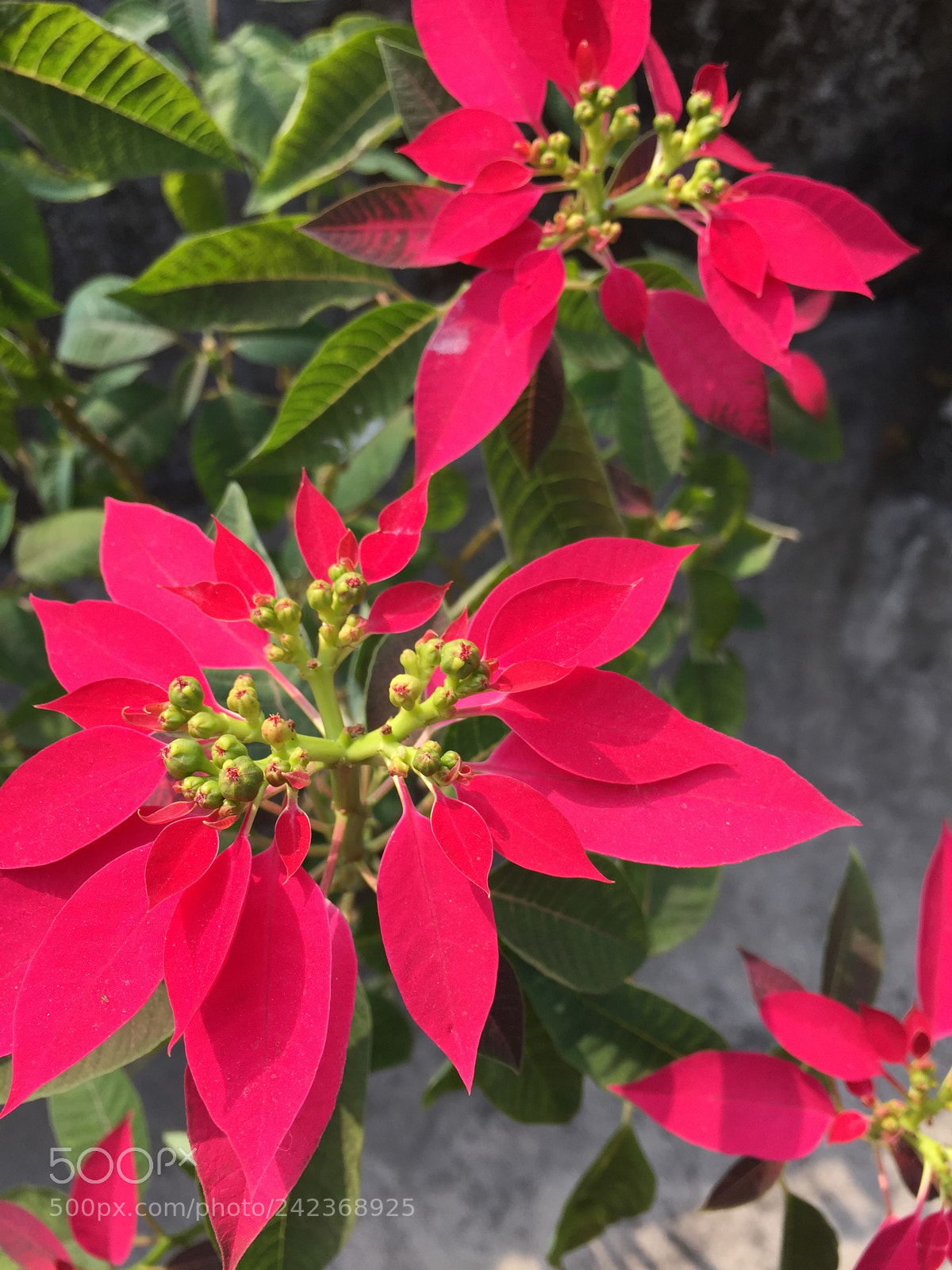 Apple iPhone 6 sample photo. Flower shower:) photography