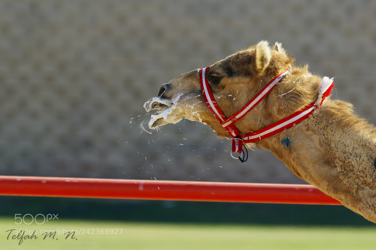 Canon EOS 7D Mark II sample photo. Running camel photography