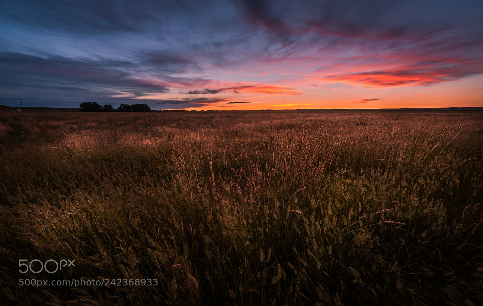 Nikon D810 sample photo. Sunset on the farm photography