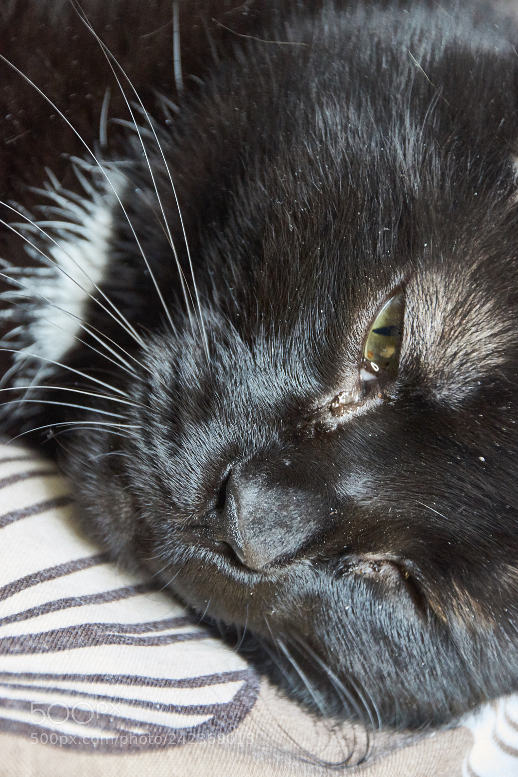 Sony SLT-A65 (SLT-A65V) sample photo. My #cat photography