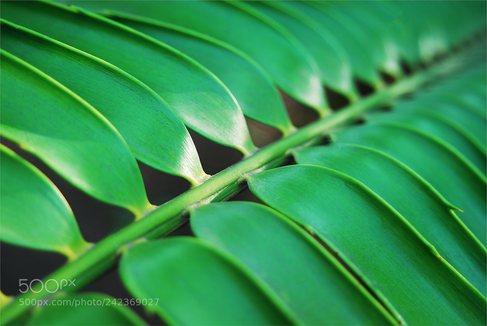 Nikon D200 sample photo. Patterns of nature photography