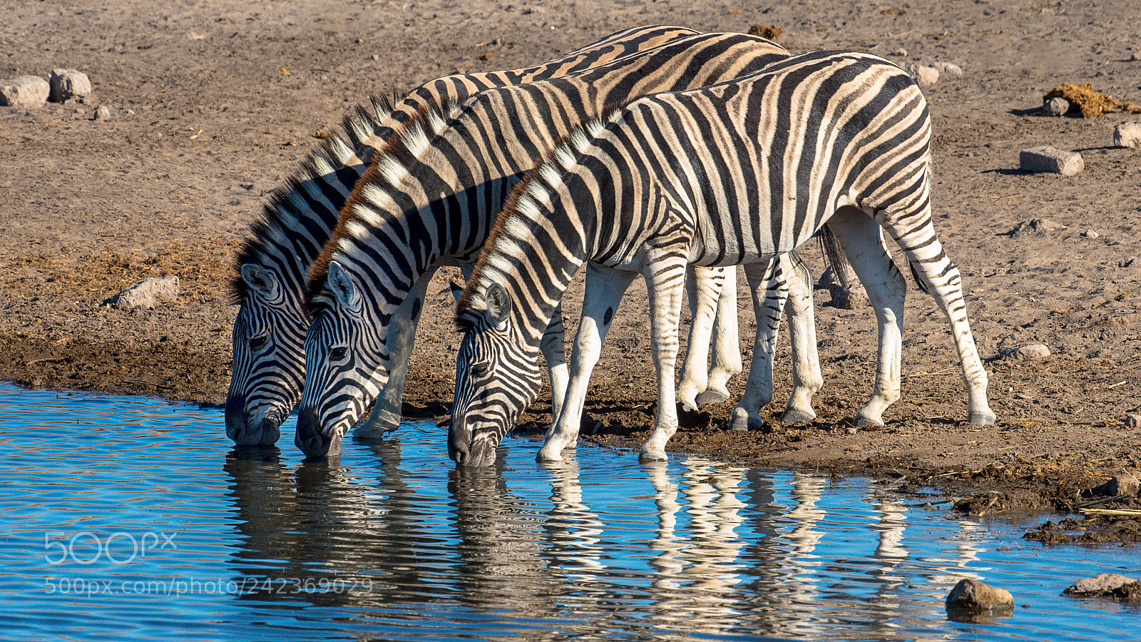 Pentax K-5 II sample photo. Drinking zebras photography